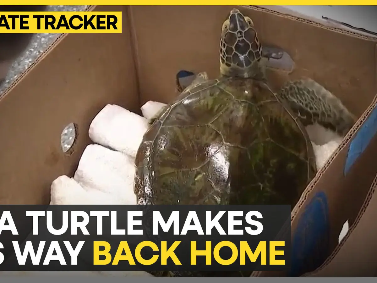 Eight turtles released after Florida cold snap
