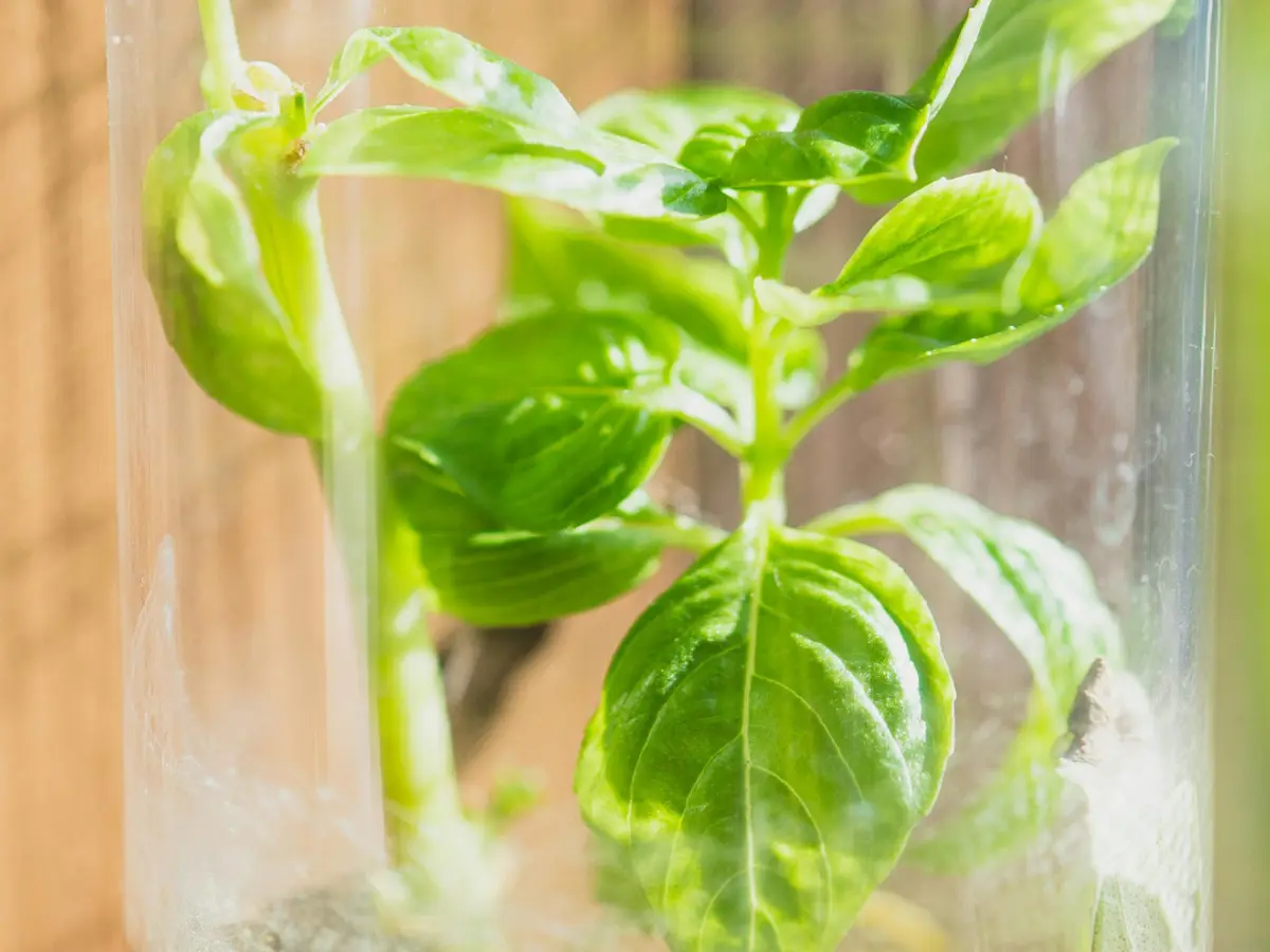 How to Grow Your Own Kitchen Herb Garden in 5 Easy Steps