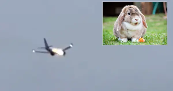 'Rabbit suicide mission' caught on camera: United Airlines plane engine ...