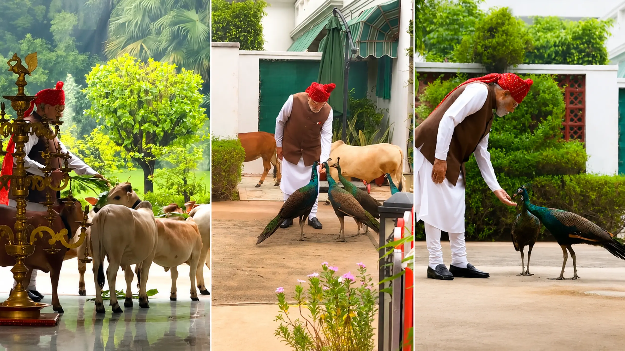 PM MODI के अंदाज ने जीता सबका दिल, गाय को चारा और मोर को दाना खिलाते आए नजर