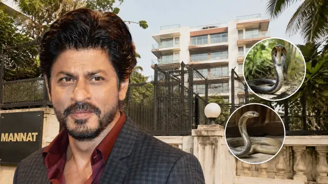 Shahrukh Khan के बंगले में निकले 2 सांप, 1 मिल गया लेकिन दूसरे की तलाश जारी