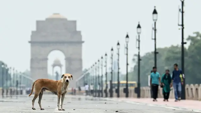 2030 तक रेबीज खत्म करने के लिए HC में मांगा दिल्ली सरकार से जवाब