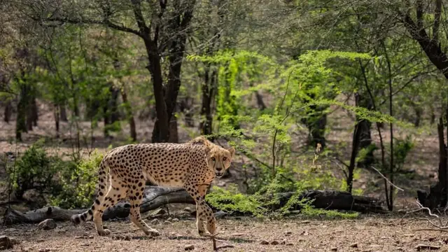 कूनो में एक और चीते की मौत, नामीबियाई चीता गौरव ने इलाज के दौरान गंवाई जान