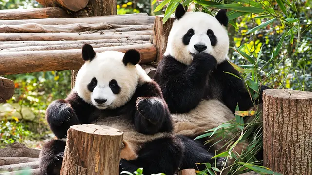 Xi Jinping का तोहफा, US को मिलेंगे 2 Panda ‘Ping Ping’ और 'Fu Shuang'