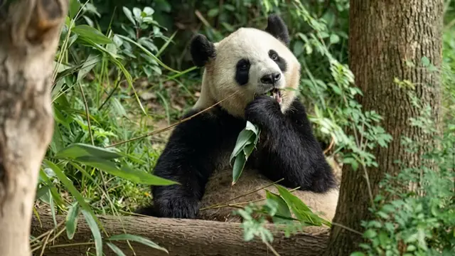 Washington Summit के बाद चीन की Panda Diplomacy, US पहुंचे पिंग-पिंग और फू शुआंग