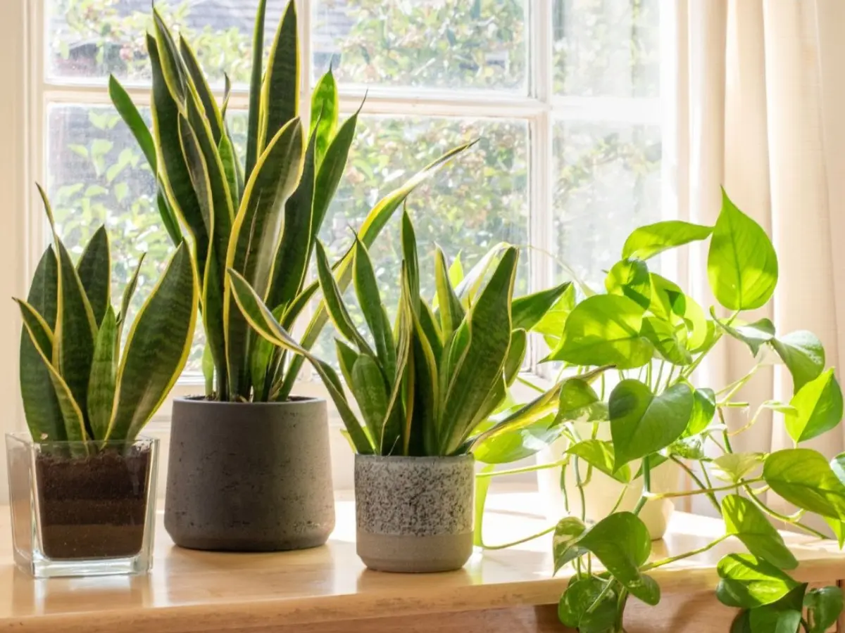 Vastu Tips For plants: ഈ ചെടികൾ ഭാഗ്യം വർധിപ്പിക്കും; വാസ്തുശാസ്ത്ര പ്രകാരം ഏത് ദിശയിൽ വയ്ക്കണമെന്ന് അറിയാം