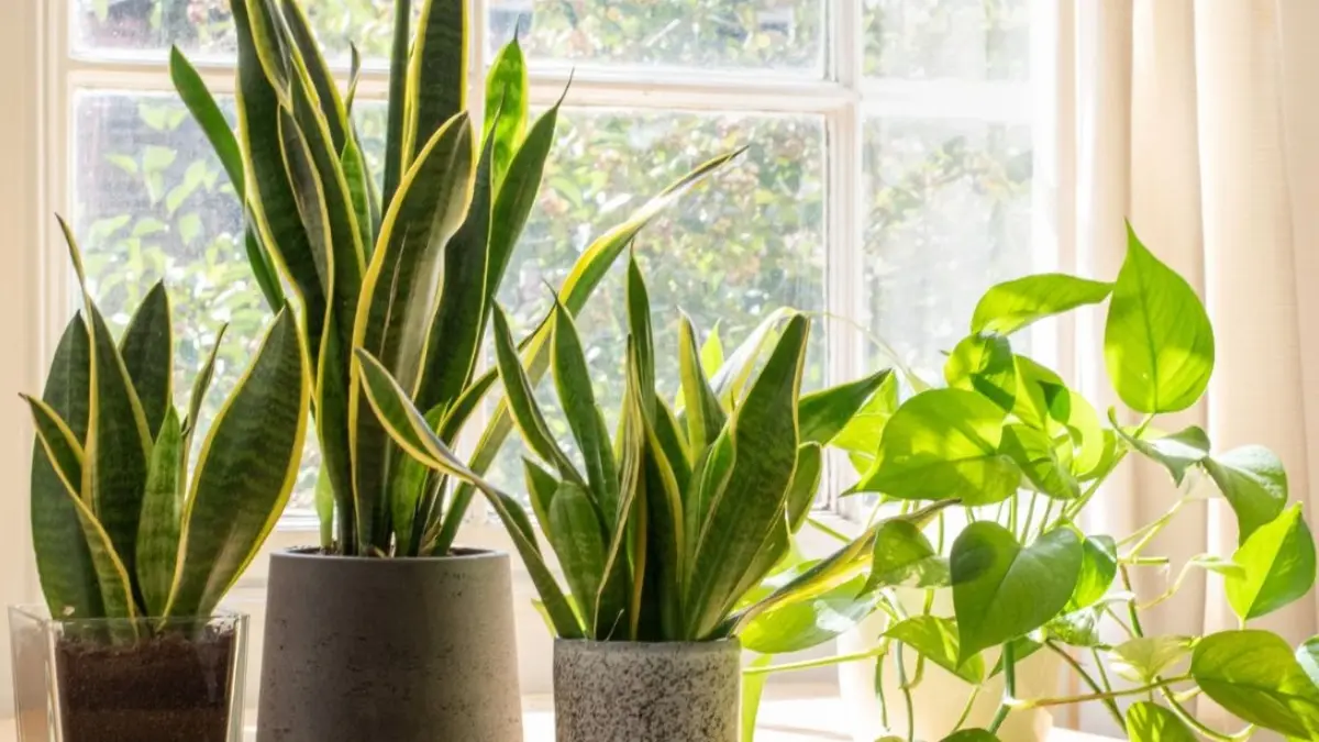 Vastu Tips For plants: ഈ ചെടികൾ ഭാഗ്യം വർധിപ്പിക്കും; വാസ്തുശാസ്ത്ര പ്രകാരം ഏത് ദിശയിൽ വയ്ക്കണമെന്ന് അറിയാം