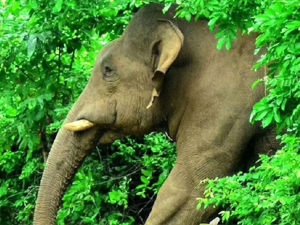 Wild Elephant Attack: വീണ്ടും ജീവനെടുത്ത് കാട്ടാന; പൂപ്പാറയില് കാട്ടാന ആക്രമണത്തില് തൊഴിലാളി മരിച്ചു
