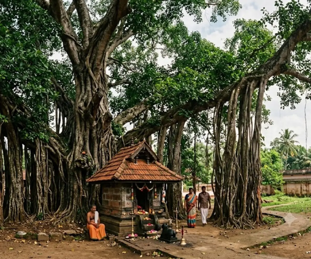 Astrology: ആൽമരപ്രദക്ഷിണത്തിലൂടെ സർവ്വശ്വൈര്യം; എത്ര തവണ പ്രദക്ഷിണം വയ്ക്കണം, ശ്രദ്ധിക്കേണ്ട കാര്യങ്ങൾ ഇവ