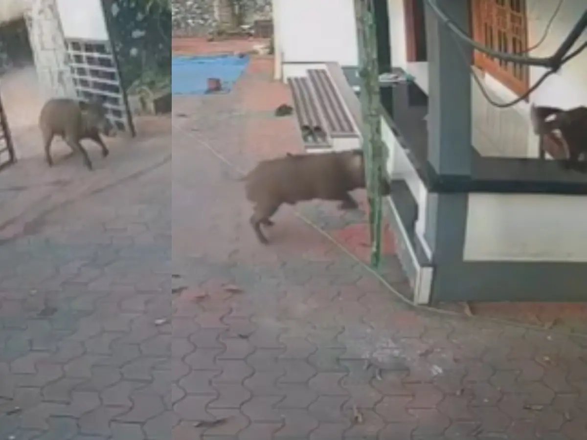 Wild Boar Attack: വീടിൻറെ വരാന്തയിൽ ഇരിക്കുകയായിരുന്ന ഗൃഹനാഥനെ കാട്ടുപന്നി ആക്രമിച്ചു; സംഭവം കോഴിക്കോട്