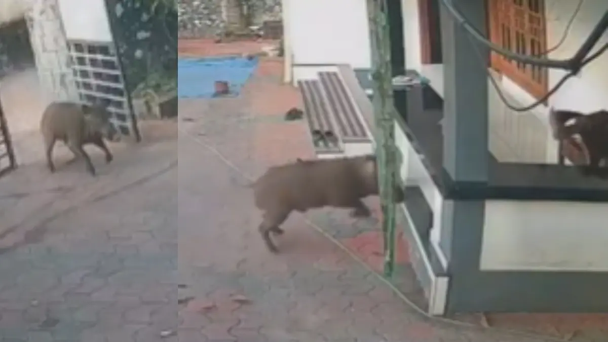 Wild Boar Attack: വീടിൻറെ വരാന്തയിൽ ഇരിക്കുകയായിരുന്ന ഗൃഹനാഥനെ കാട്ടുപന്നി ആക്രമിച്ചു; സംഭവം കോഴിക്കോട്