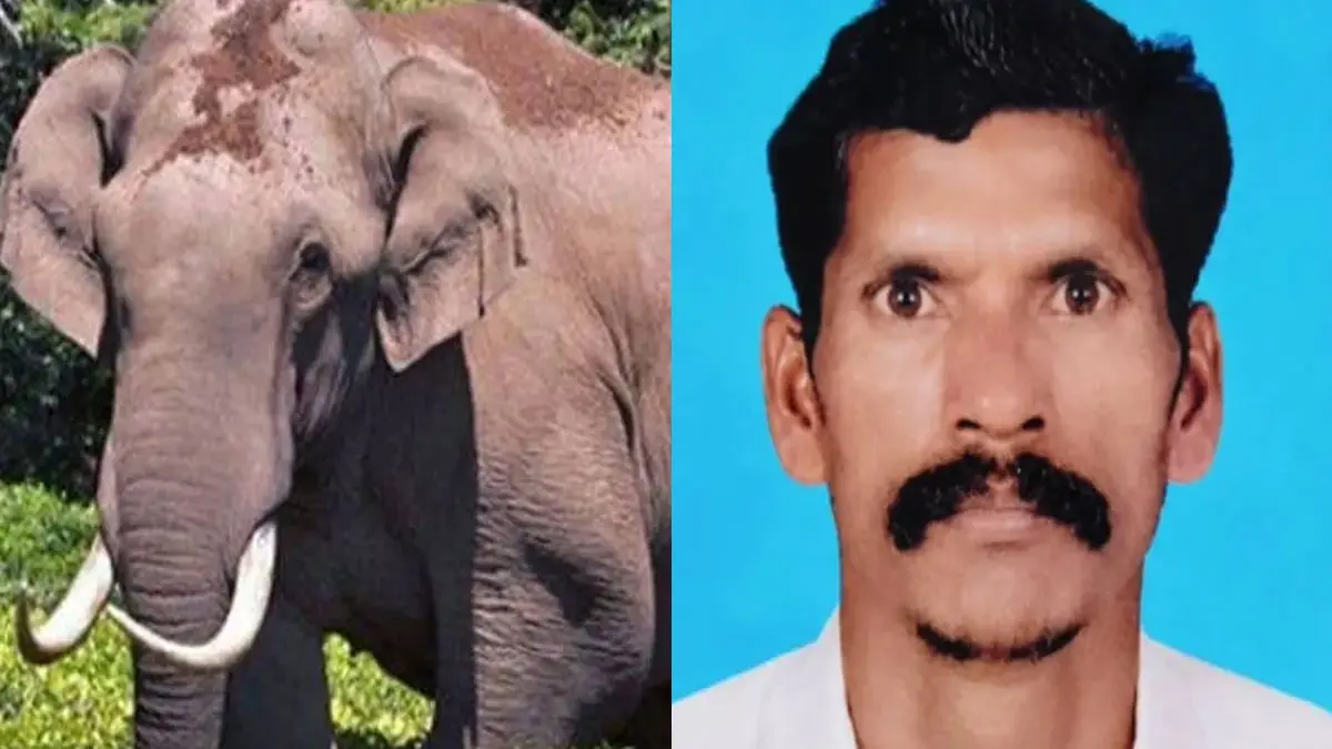 Idukki Wild Elephant AttacK: വീണ്ടും കാട്ടാന ആക്രമണം: ചക്കക്കൊമ്പന്റെ ആക്രമണത്തിൽ ആദിവാസി യുവാവിന് ദാരുണാന്ത്യം