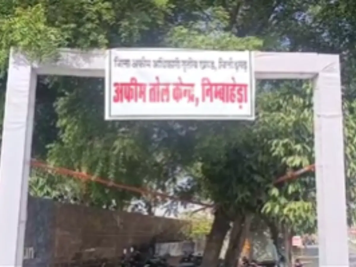 Chittorgarh News: निंबाहेड़ा में तीसरे डिवीजन की अफीम उपज की तुलाई शुरू, 6930 किसानों की उपज का होगा लाभ