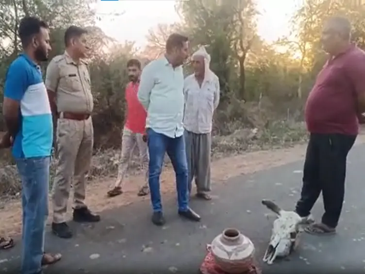 चिड़ावा में फिर माहौल खराब करने की कोशिश, सड़क के बीचों-बीच मिला गाय का सिर चिड़ावा में फिर माहौल खराब करने की कोशिश, सड़क के बीचों-बीच मिला गाय का सिर