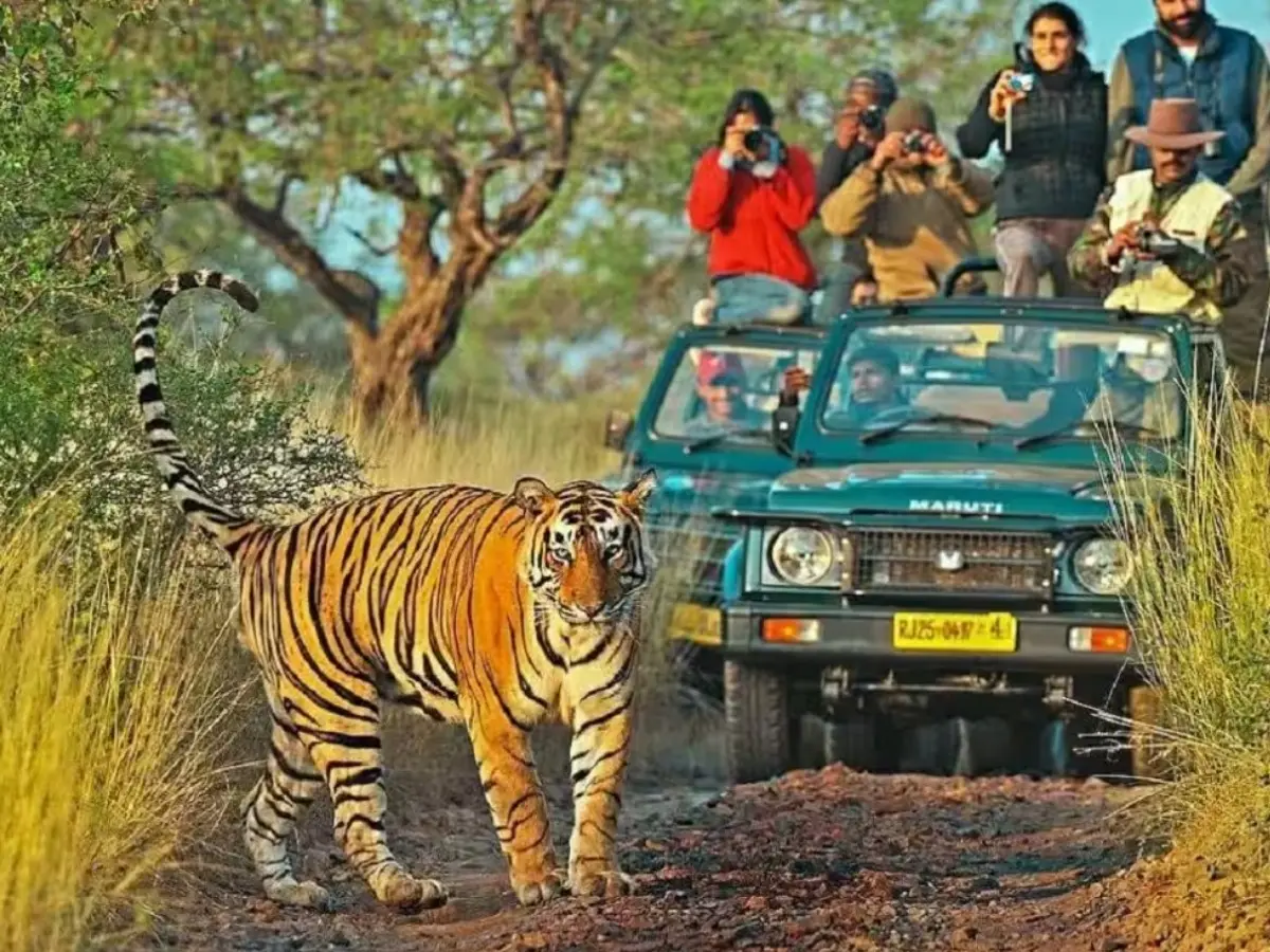 रणथंभौर में भजन करना पड़ा महंगा, 12 लोगों पर लगा इतने हज़ार का जुर्माना