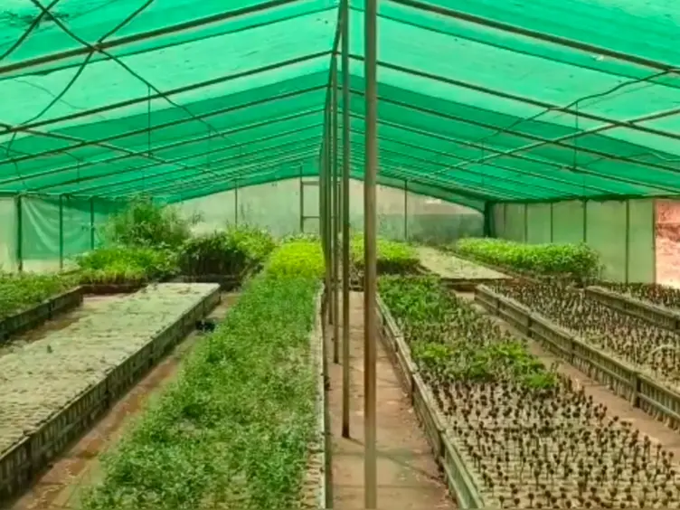 डूंगरपुर की बदलने वाली है तस्वीर, मानसून में इतने पौधे लगाएगा वन विभाग डूंगरपुर की बदलने वाली है तस्वीर, मानसून में इतने पौधे लगाएगा वन विभाग