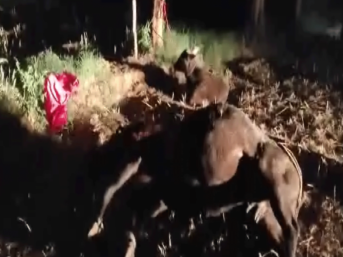 भिवाड़ी की सड़कों पर मिला गाय का कटा सिर, लोगों में फैला आक्रोश भिवाड़ी की सड़कों पर मिला गाय का कटा सिर, लोगों में फैला आक्रोश