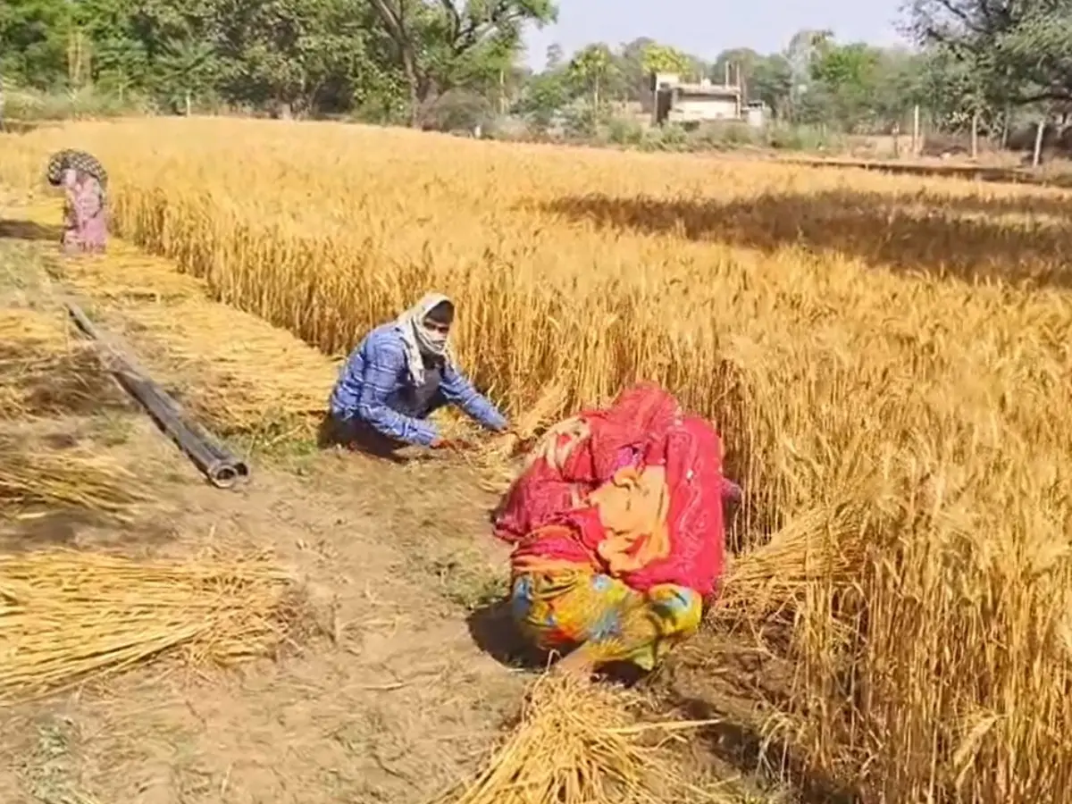 बेमौसम बारिश ने बढ़ाई किसानों की चिंता, खेतों में कटी हुई फसलें हुई चौपट