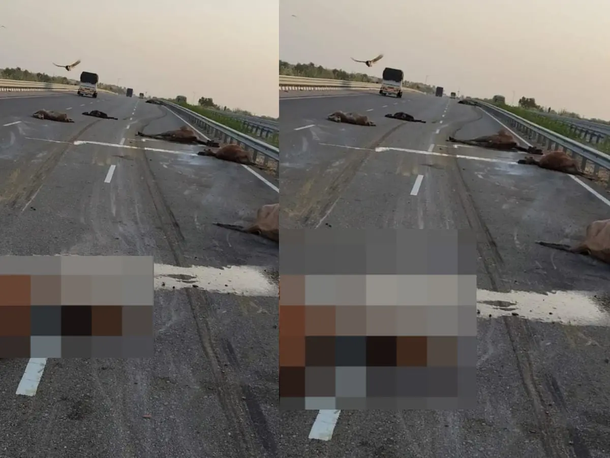 Jodhpur Road Accident: जोधपुर में 11 ऊंटों को कुचला, 8 की मौत, रोड पर जाम