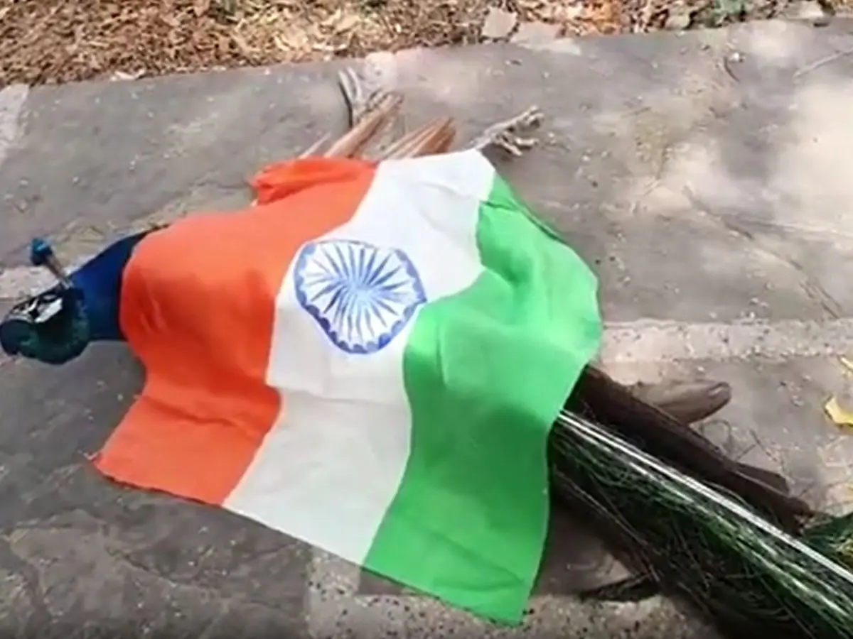 मधुमक्खियों के हमले से मोर की मौत, तिरंगे में लपेट कर दी गई श्रद्धांजलि