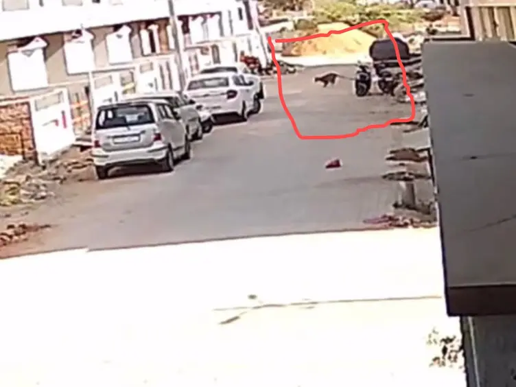 बांसवाड़ा में निर्माणाधीन मकान में घुसा पैंथर, सीसीटीवी में हुआ कैद बांसवाड़ा में निर्माणाधीन मकान में घुसा पैंथर, सीसीटीवी में हुआ कैद