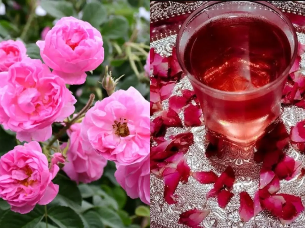 चैत्री गुलाब शरबत