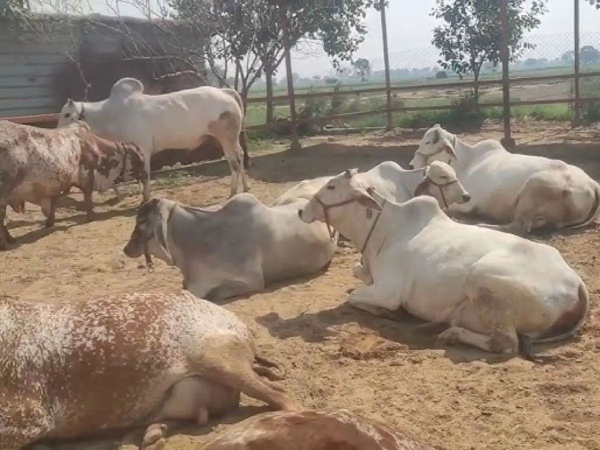 Rajasthan News:  लंपी बीमारी से कितना अलग है कर्रा रोग, अभी तक 500 गोवंश की मौत