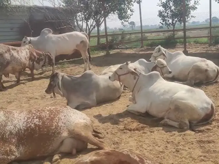 Rajasthan News: लंपी बीमारी से कितना अलग है कर्रा रोग, अभी तक 500 गोवंश की मौत Rajasthan News: लंपी बीमारी से कितना अलग है कर्रा रोग, अभी तक 500 गोवंश की मौत