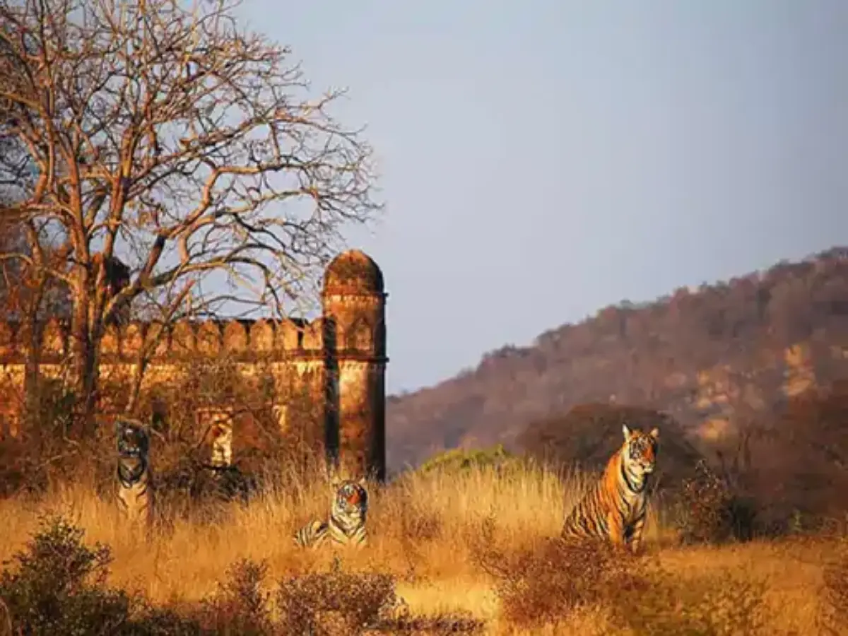 जंगल में सत्ता की लड़ाई