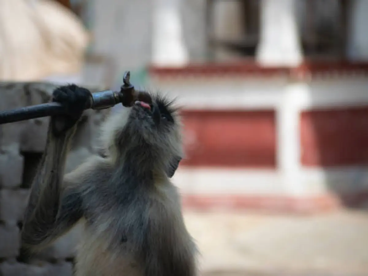 गर्मी का प्रकोप