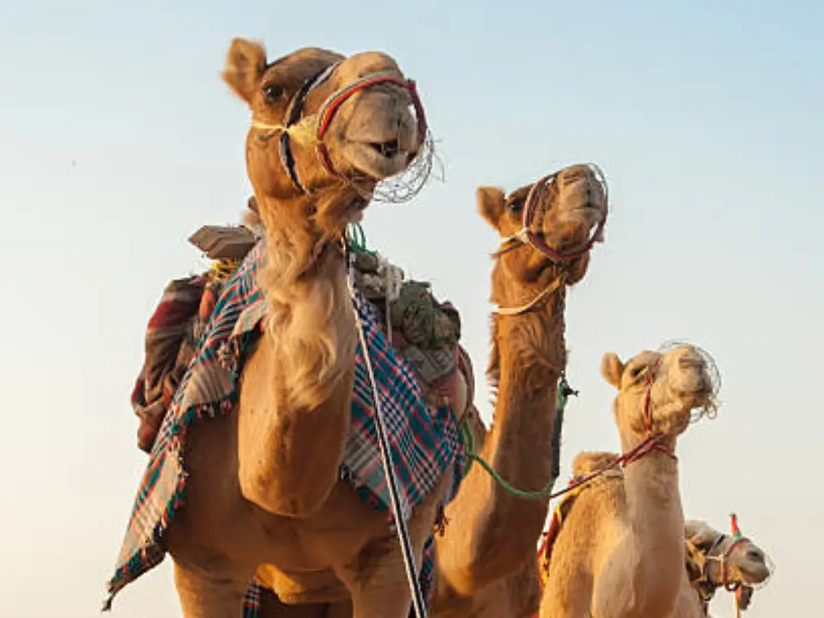 Lok Devta of Rajasthan: राजस्थान में बीमार ऊँटों की सलामती के लिए आज भी की जाती है इस देवता की पूजा Lok Devta of Rajasthan: राजस्थान में बीमार ऊँटों की सलामती के लिए आज भी की जाती है इस देवता की पूजा