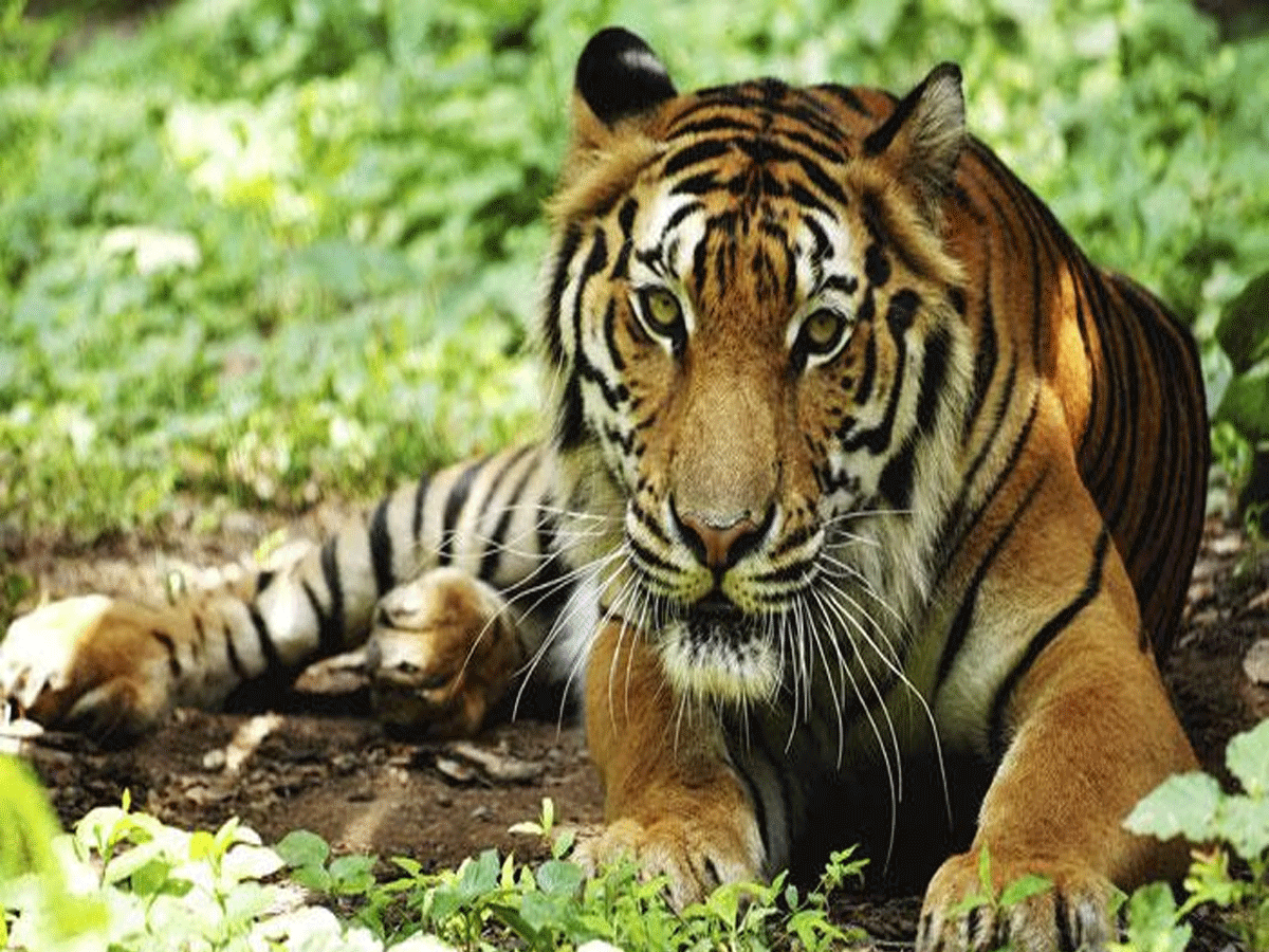 राजस्थान में पहली बार बाघों का आंकड़ा पहुंचा 150, सबसे ज्यादा रणथंभौर में 82