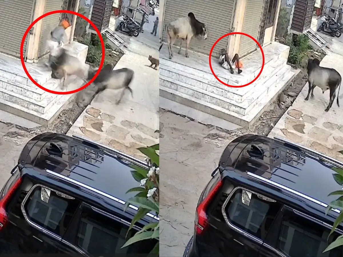 सड़क पर आपस में लड़ रहे थे दो सांड, तभी पहुंचा बुजुर्ग और हुई दर्दनाक मौत, दिल दहलाने वाला VIDEO VIRAL सड़क पर आपस में लड़ रहे थे दो सांड, तभी पहुंचा बुजुर्ग और हुई दर्दनाक मौत, दिल दहलाने वाला VIDEO VIRAL