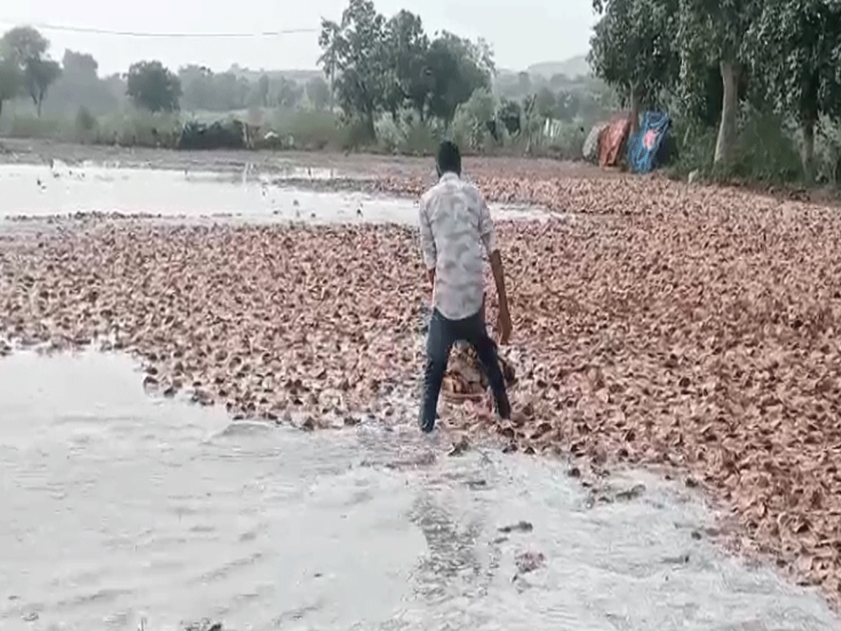 तेंदूपत्ता उत्पादन पर बारिश की मार, किसानों और बीड़ी व्यापारियों को हुआ नुकसान