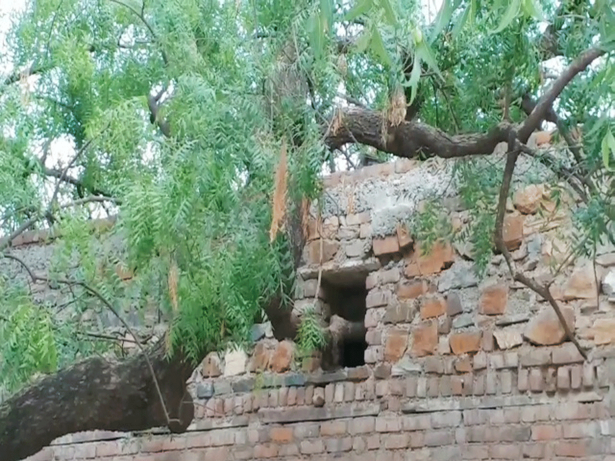 राजस्थान का वो गांव, जहां पेड़ काटने पर बीमार पड़ जाते हैं लोग!