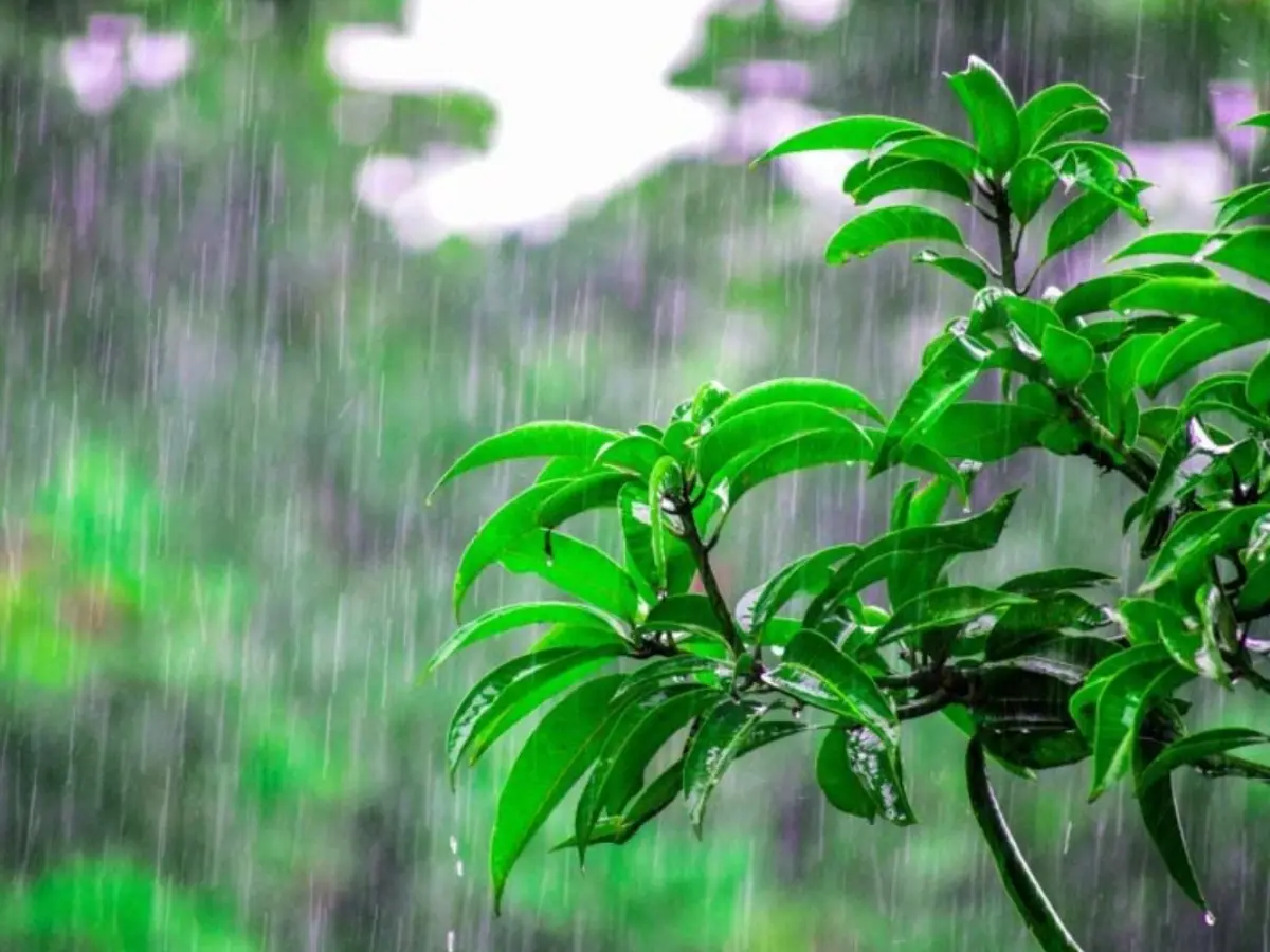 अलवर में बीती रात से शुरू हुई बारिश, नौतपा से मिली लोगों को राहत अलवर में बीती रात से शुरू हुई बारिश, नौतपा से मिली लोगों को राहत