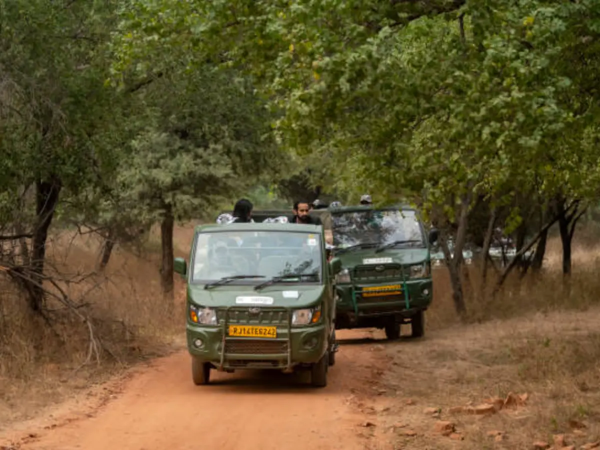 Jaipur News: राजस्थान को प्रकृति के 7 अनमोल उपहार, जयपुर बना 5 सफारी वाला पहला शहर Jaipur News: राजस्थान को प्रकृति के 7 अनमोल उपहार, जयपुर बना 5 सफारी वाला पहला शहर