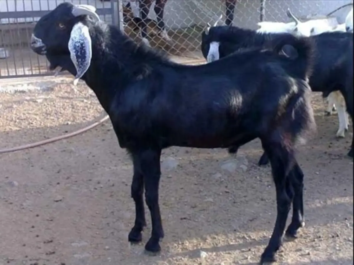 जखराना नस्ल