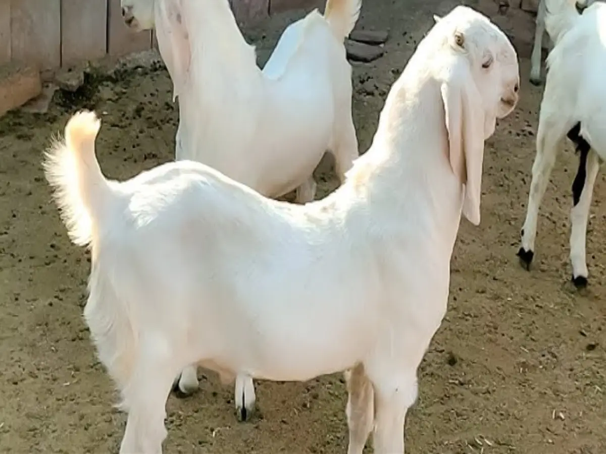 सोजत बकरा