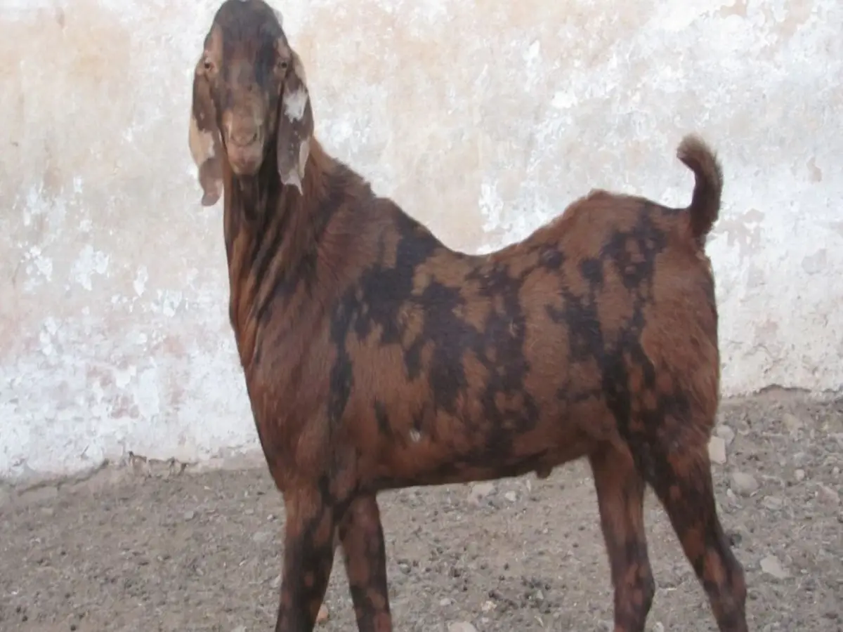 सिरोही नस्ल