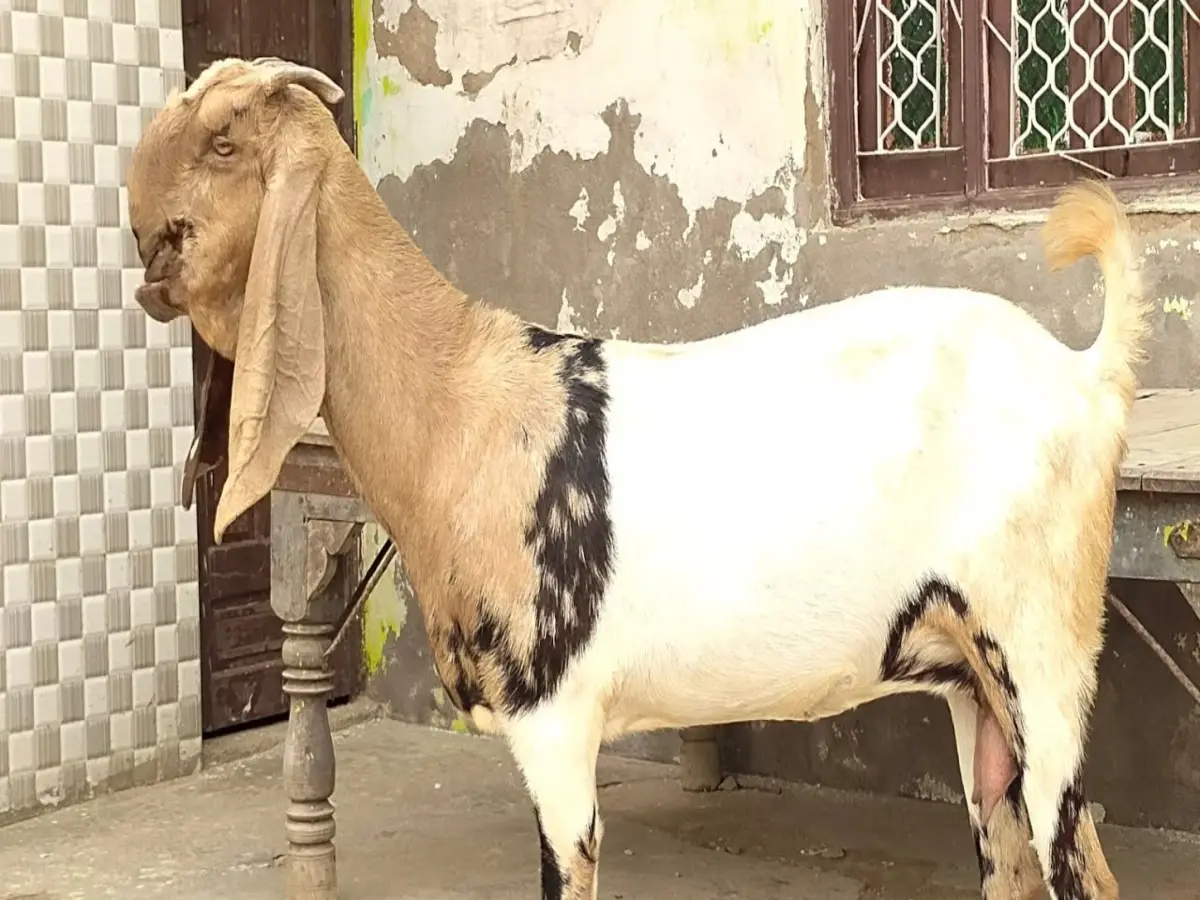 तोतापरी नस्ल