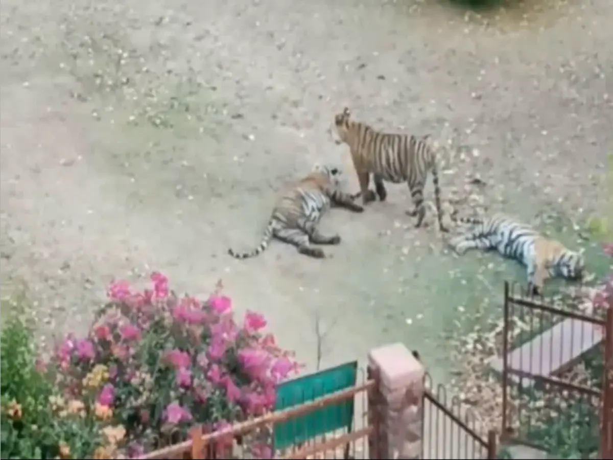 Sawai Madhopur News: त्रिनेत्र गणेश मंदिर की राह पर टाइगर का कहर! श्रद्धालु बीच रास्ते से लौटे