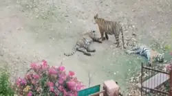 Sawai Madhopur News: त्रिनेत्र गणेश मंदिर की राह पर टाइगर का कहर! श्रद्धालु बीच रास्ते से लौटे