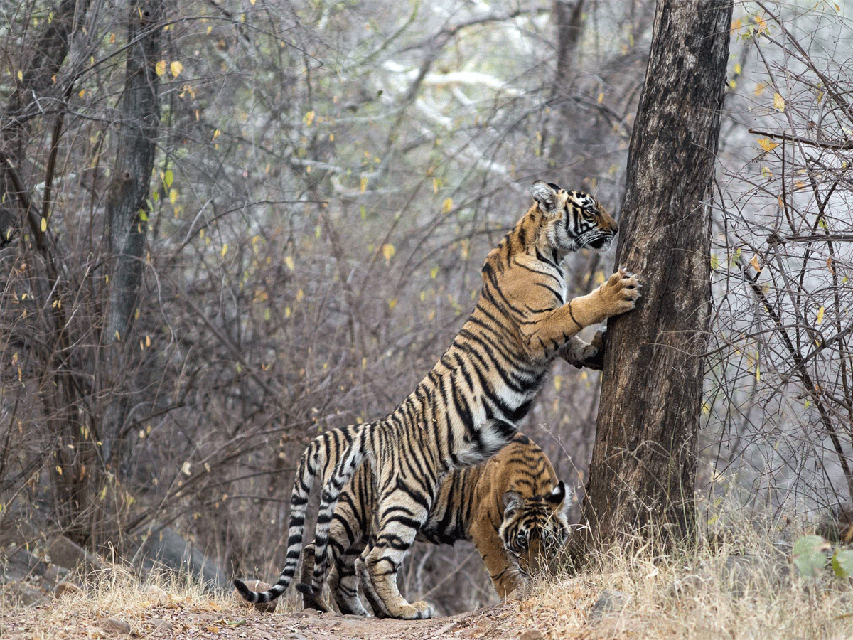 Ranthambore Man Eating Tiger