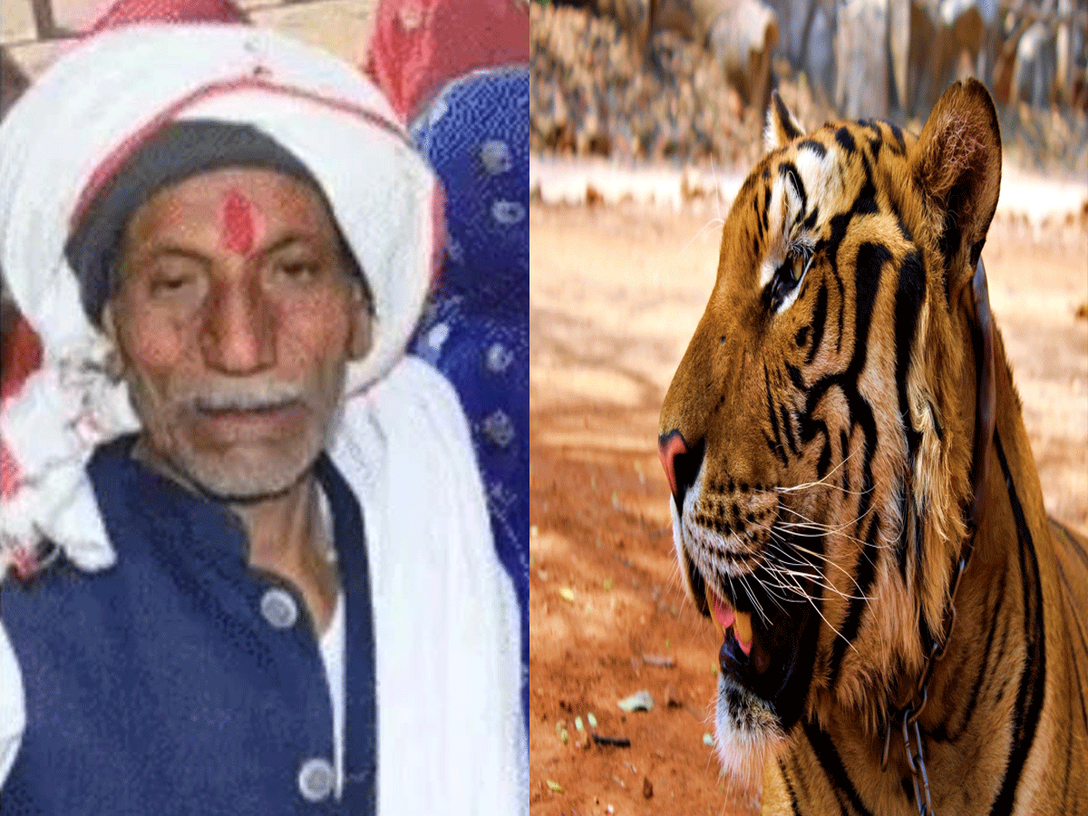 Ranthambore Man Eating Tiger