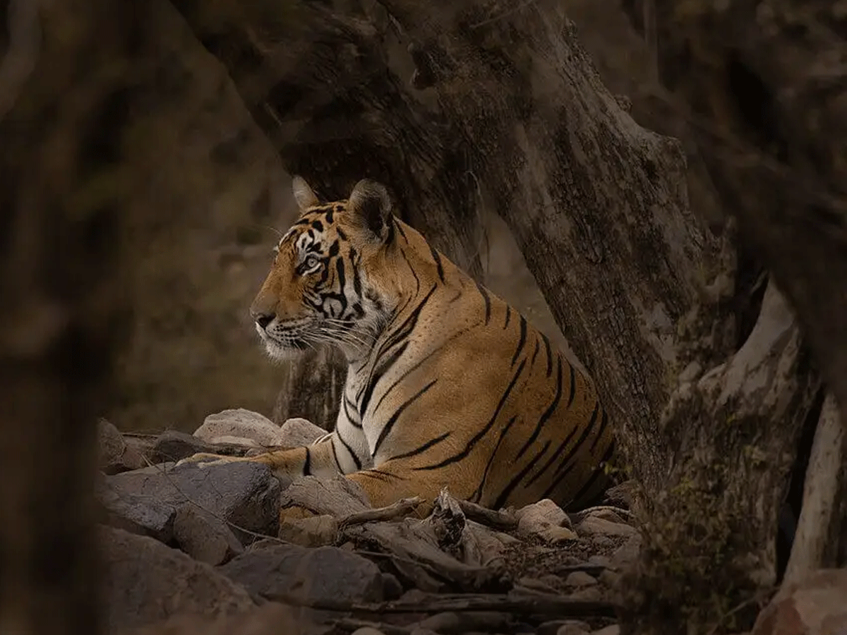 Ranthambore Man Eating Tiger