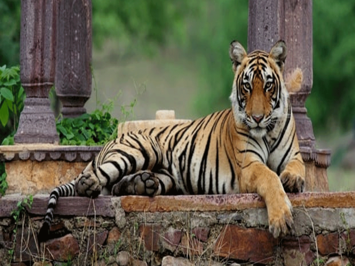 Ranthambore Man Eating Tiger