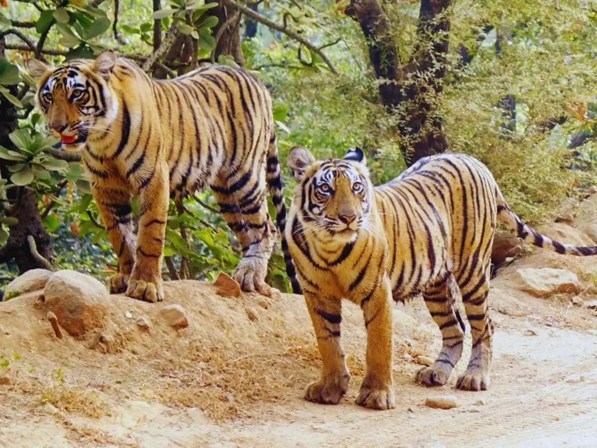विवादों में घिरा वन विभाग, रणथंभौर में टाइगर अटैक का खतरा लगातार जारी