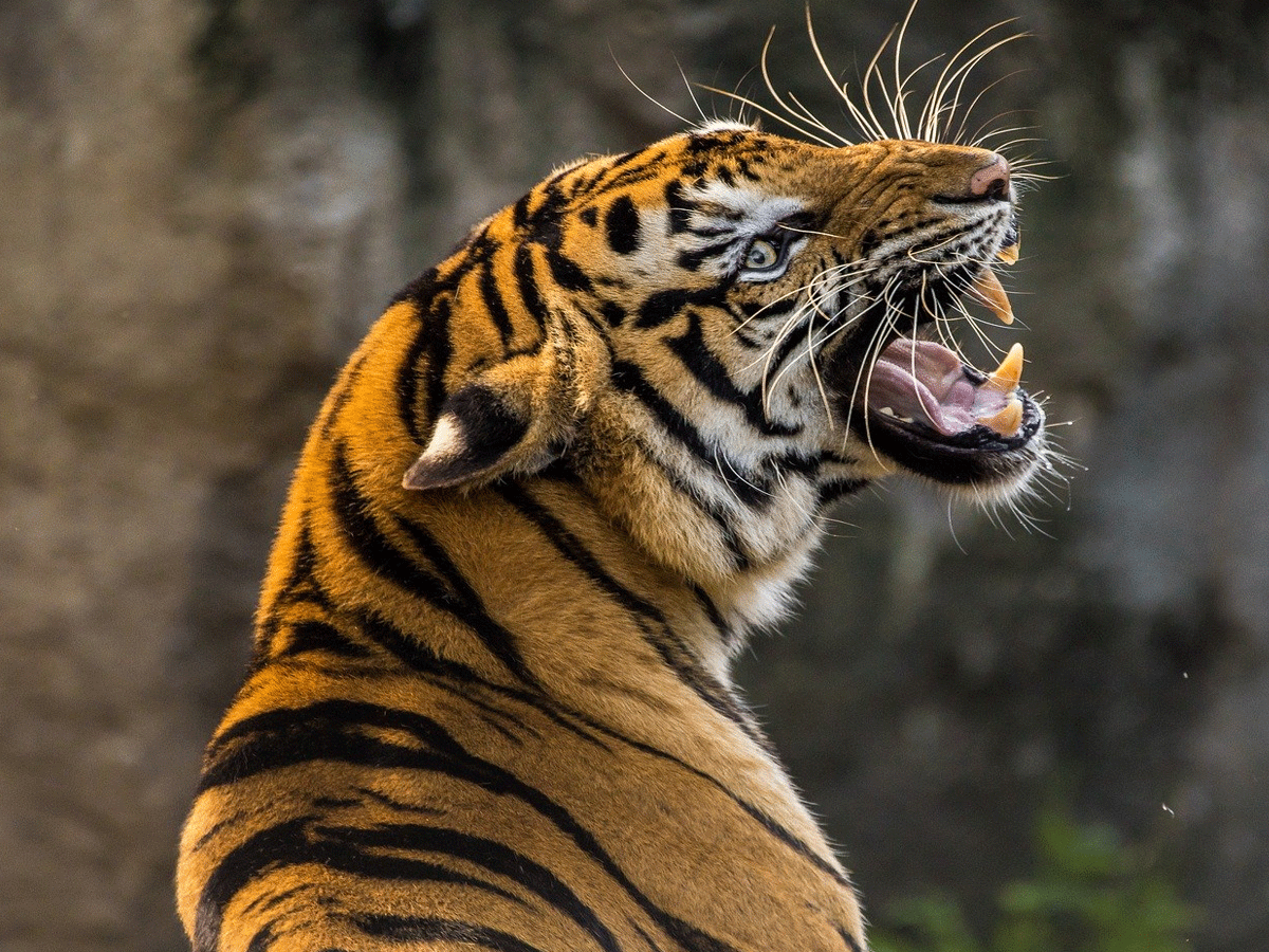 आदमखोर बाघ को है ट्यूमर ! क्या इसलिए कर रहा है शिकार ? सवाल कई जवाब नहीं