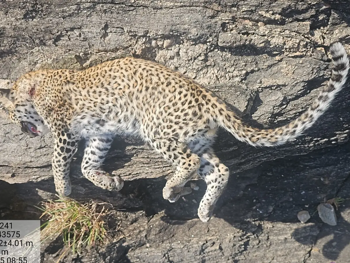 राजसमंद में  नर पैंथर ने दो पैंथर शावक पर किया हमला, दोनों की हुई मौत